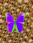 butterfly